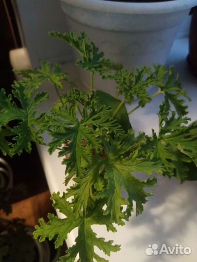 Пеларгония герань