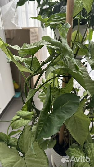 Комнатное растение сингониум