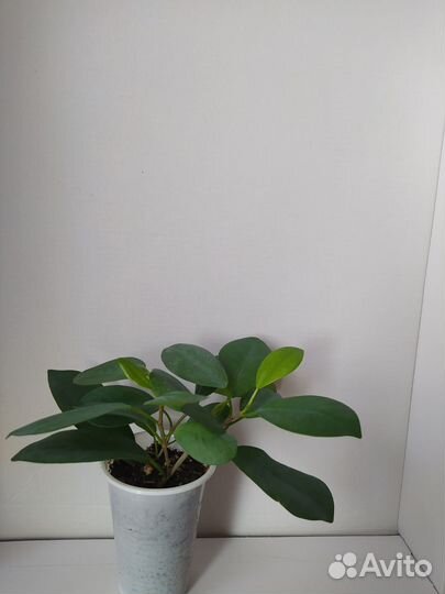 Фикус Макломе