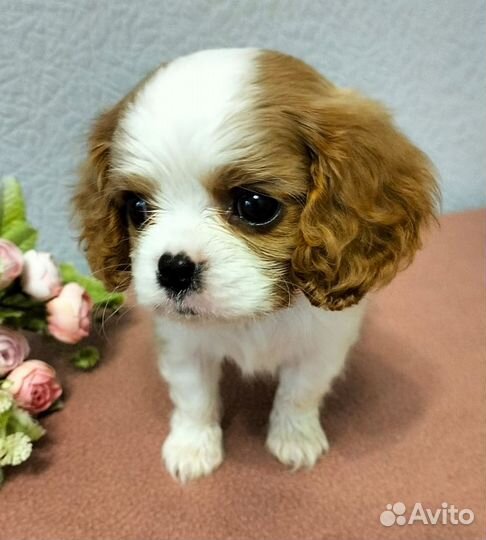 Кавалер Кинг Чарльз спаниель девочки
