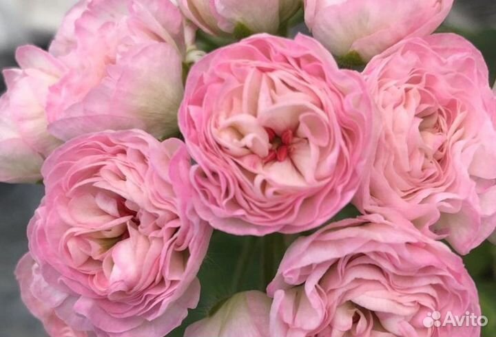 Сортовые пеларгонии более 80 сортов