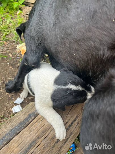 Щенки мальчики и девочки