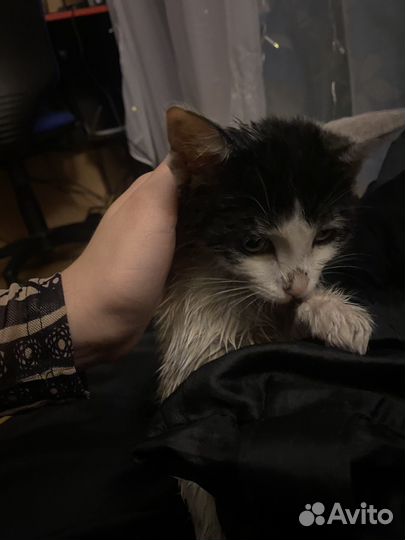 Котенок девочка в добрые руки