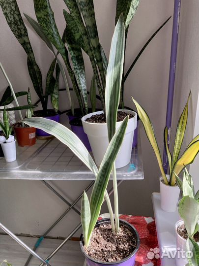 Сансевиерия Манолин (Металлика)