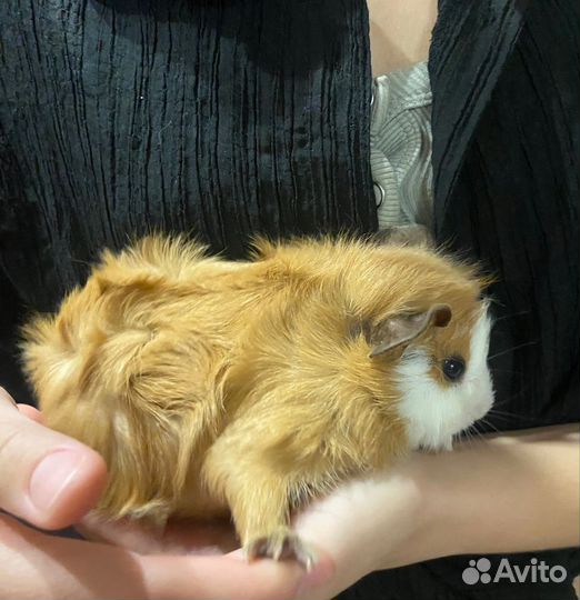 Морская свинка розетка