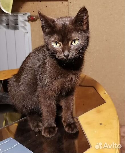 Котенок в добрые руки