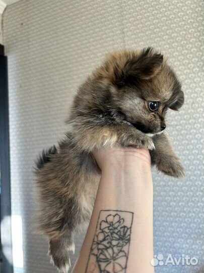 Щенки щпиц померанский