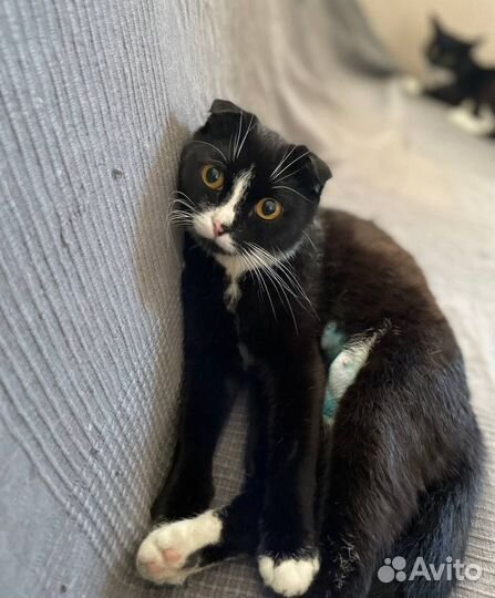 Кошка вислоухая