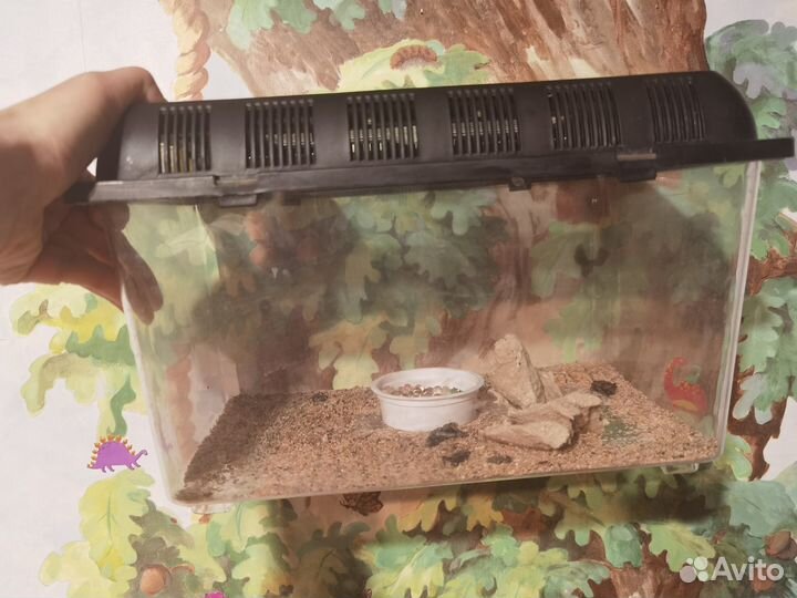 Ресничный бананоед. Девочка