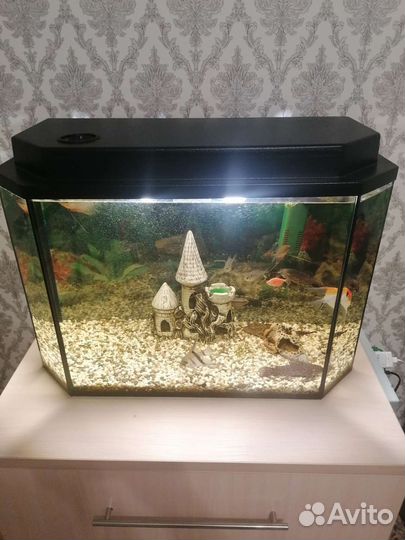 Аквариум