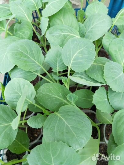 Рассада овощей