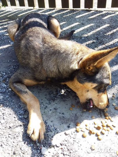 Умная собака