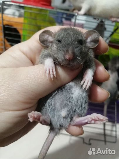 Крыса крысята дамбо