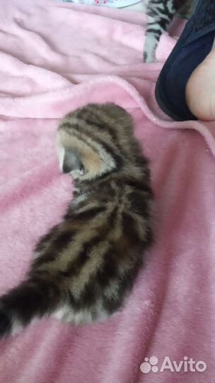 Шотландские котята