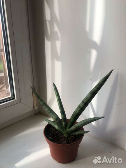 Комнатные цветы