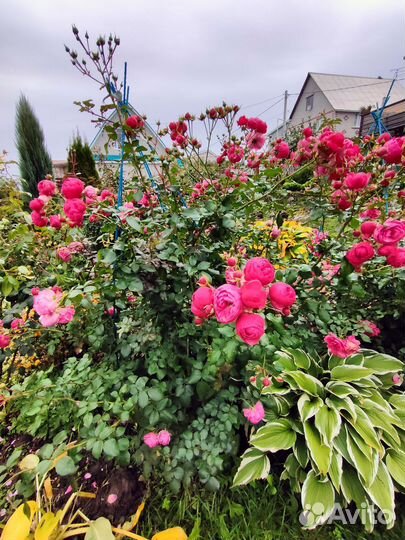 Роза Помпонелла