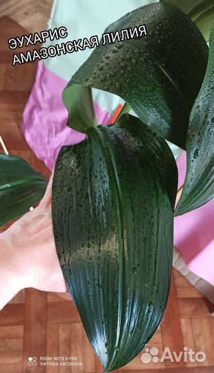 Эухарис амазонская лилия