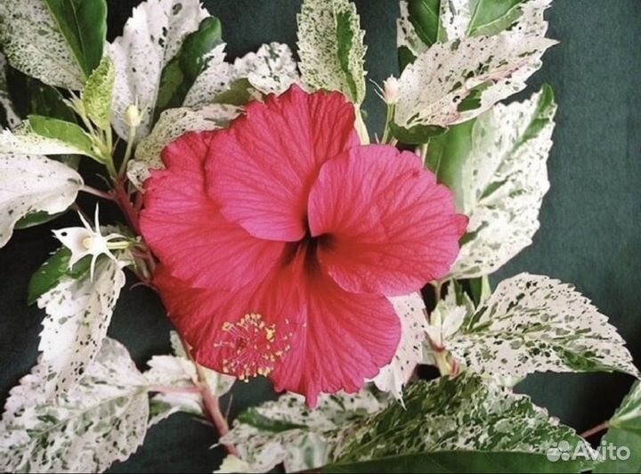Гибискус вариегатный