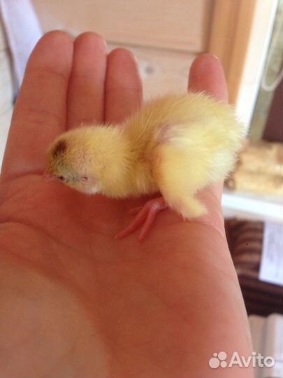 Суточные перепелята,подрощенные перепела