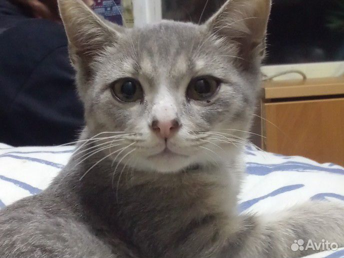 Котик бесплатно
