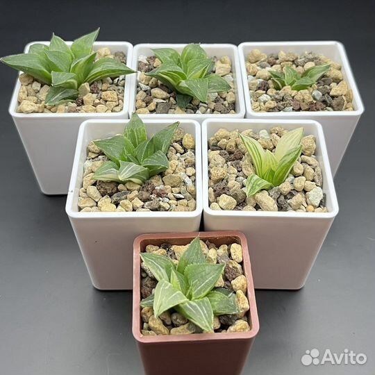 Вариегатные хавортии