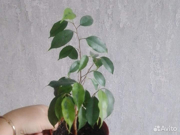 Фикус пёстролистный