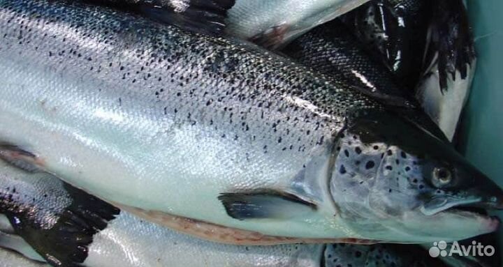 Семга охлаждённая