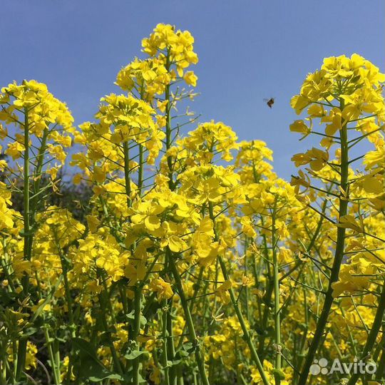 1 кг. Горчица белая - семена (лат. Sinpis lba)