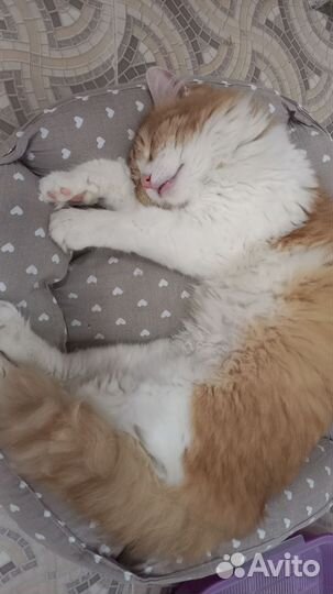 Молодой котик в добрые руки