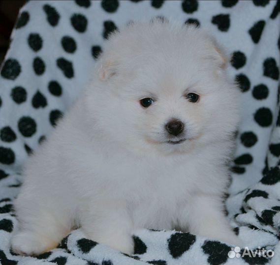 Померанский шпиц