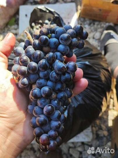 Виноград технический