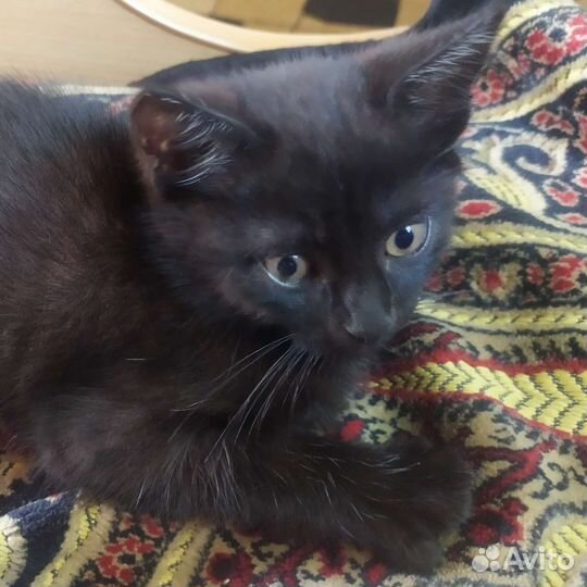 Черный котик