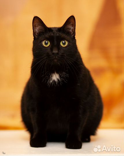 Кошечка Эрика ищет дом