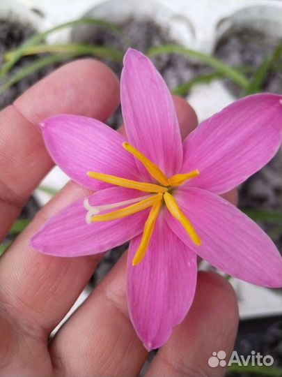 Розовый и белый зефирантес