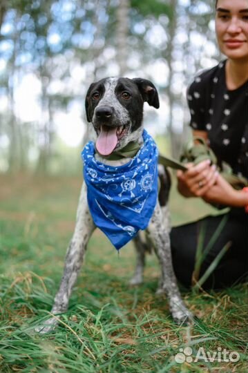 Щенок Спотти в добрые руки