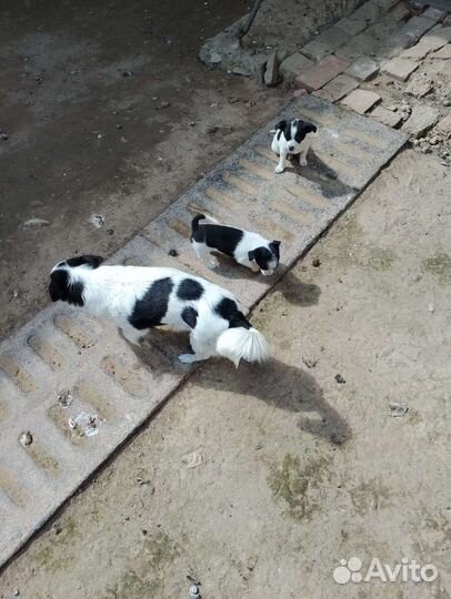 Щенок маленькой породы- девочка,в добрые руки