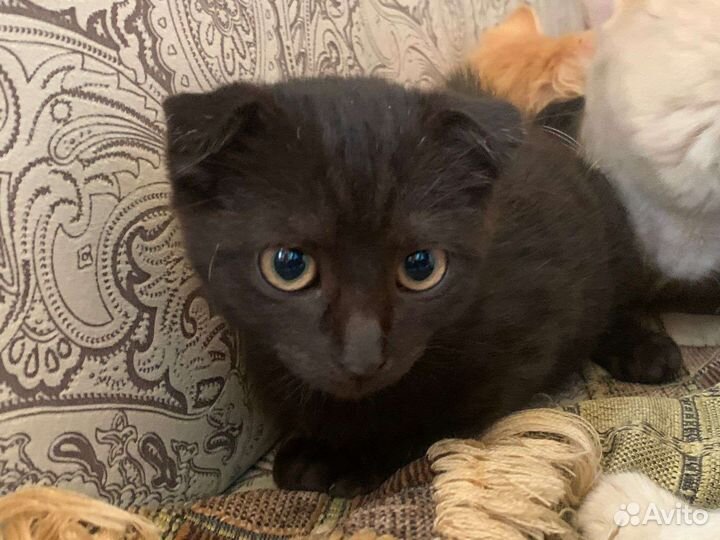 Вислоухие котята