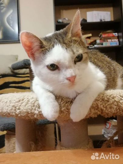 Манюня ищет дом