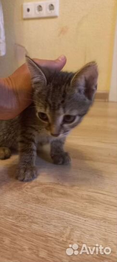 Кошки в добрые руки бесплатно