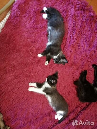 Отдам в добрые руки котят