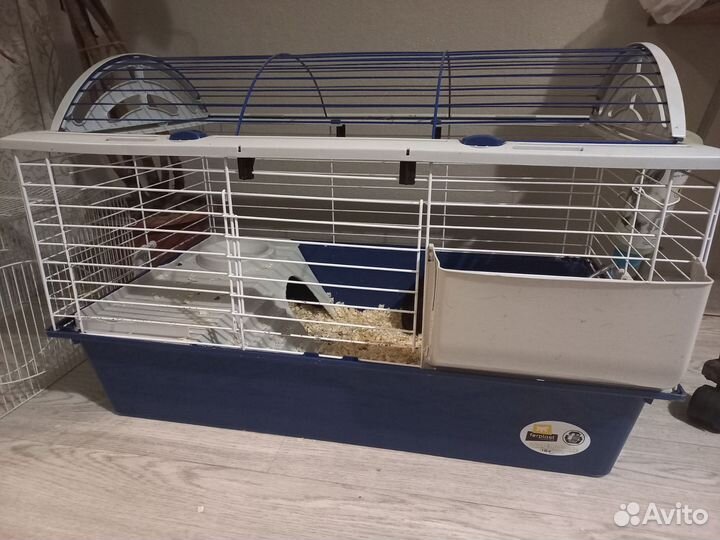 Морская свинка с клеткой бесплатно