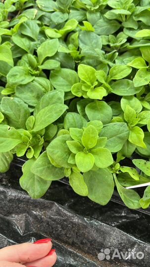 Черенки вегетативных растений