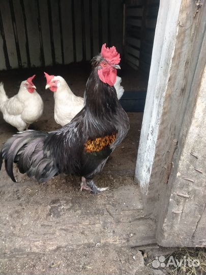 Продам петуха