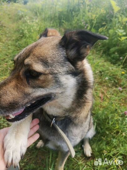 Собаки бесплатно в добрые руки