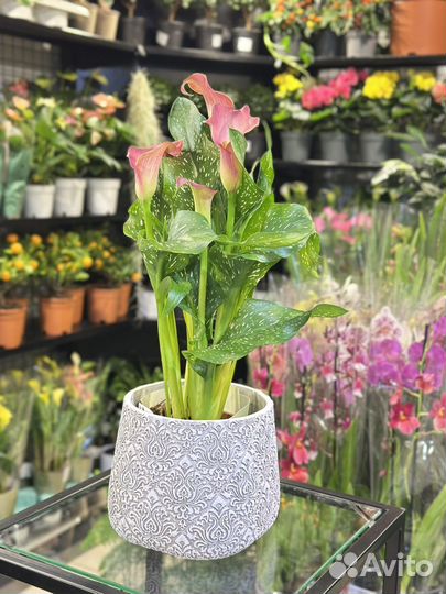 Калла коралловая