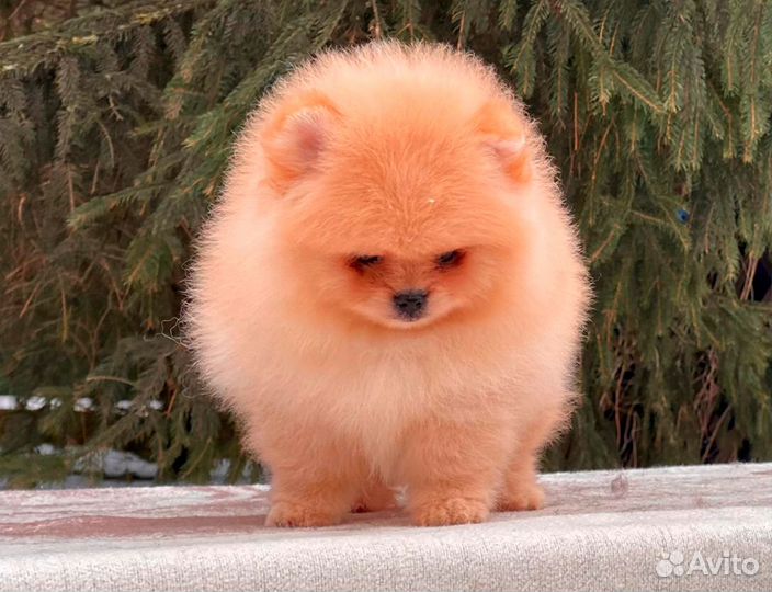 Померанский шпиц щенок мальчик
