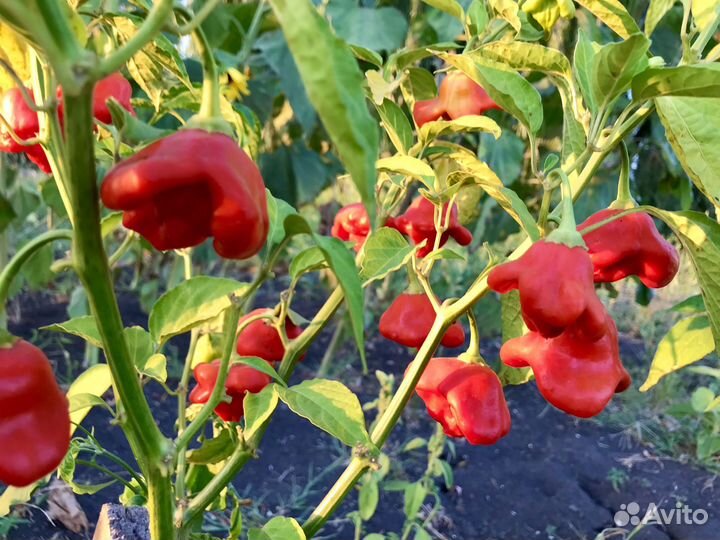 Семена острого перца Колокольчик