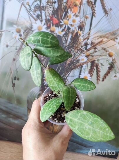 Хойя много сортов