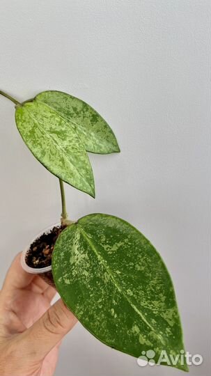 Хойи с красивым сплшем