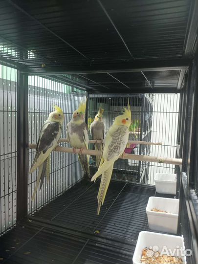 Попугай Корелла птенцы